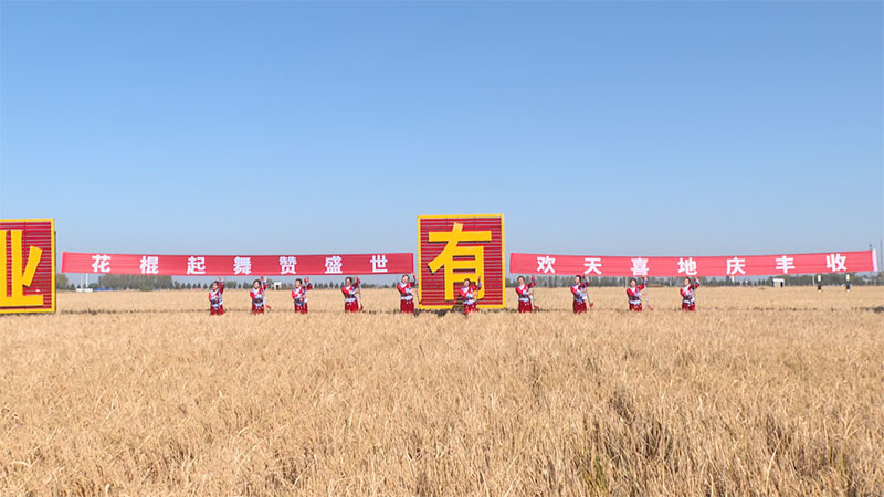 我县146.1万亩优质水稻开镰收割